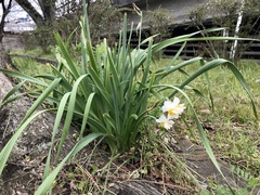 Narcissus tazetta