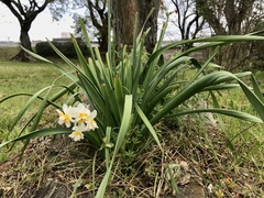 Narcissus tazetta