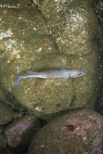 Chilean hake (Merluccius gayi) — Merlucciidae