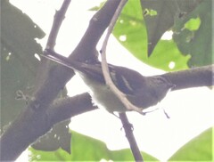 Phyllomyias nigrocapillus
