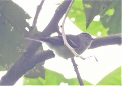 Phyllomyias nigrocapillus