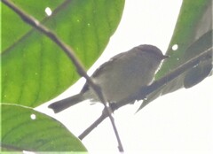 Phyllomyias nigrocapillus