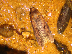 Cryptaspasma