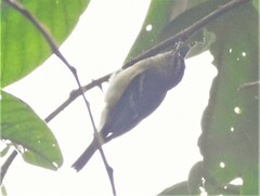 Phyllomyias nigrocapillus