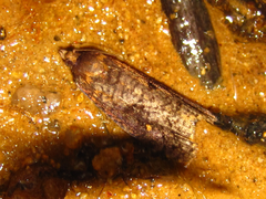 Cryptaspasma