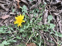 Taraxacum officinale