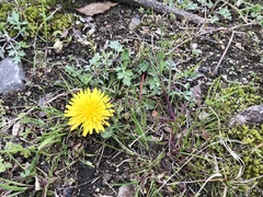Taraxacum officinale