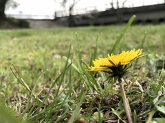 Taraxacum officinale