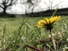Taraxacum officinale