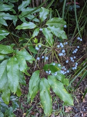 Mackinlaya macrosciadea