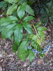 Mackinlaya macrosciadea