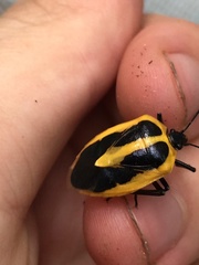 Arocera aequinoxialis