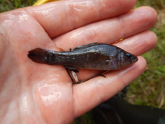 Aphredoderus sayanus