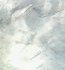 Halichoeres bivittatus