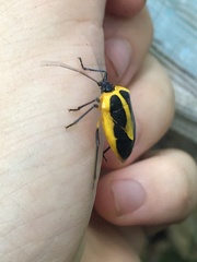 Arocera aequinoxialis