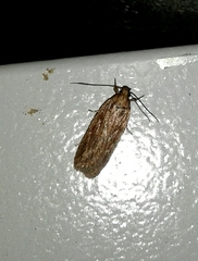 Depressaria daucella