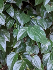 Piper hederaceum