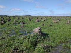 Camponotus punctulatus