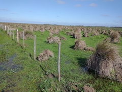 Camponotus punctulatus