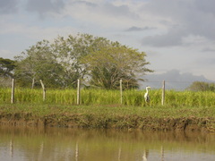 Ardea cocoi