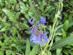 Penstemon albertinus