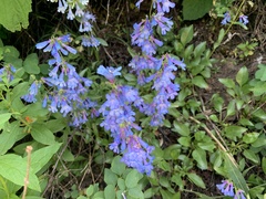 Penstemon albertinus