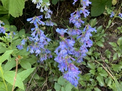 Penstemon albertinus