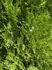 Platycladus orientalis