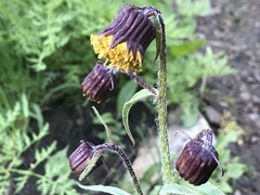 Senecio bigelovii