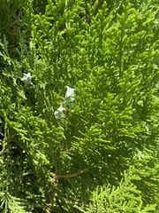 Platycladus orientalis