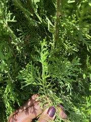 Platycladus orientalis