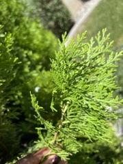 Platycladus orientalis