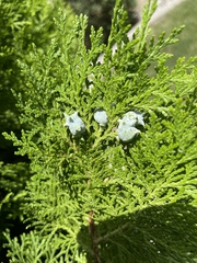 Platycladus orientalis