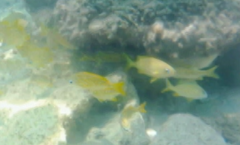 Haemulon flavolineatum