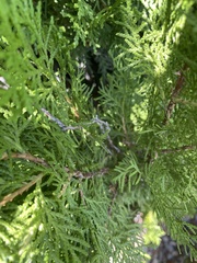 Platycladus orientalis