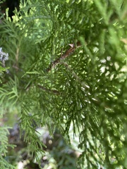 Platycladus orientalis