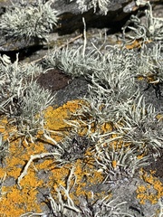 Ramalina siliquosa