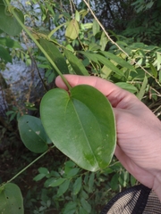 Smilax fluminensis