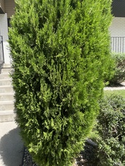 Platycladus orientalis