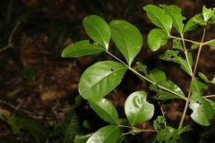 Cyclophyllum longipetalum