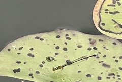 Enallagma vesperum