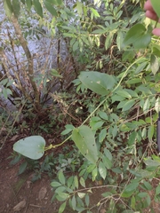 Smilax fluminensis