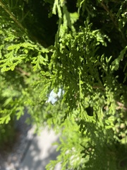 Platycladus orientalis