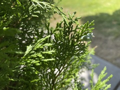 Platycladus orientalis