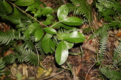 Cyclophyllum longipetalum