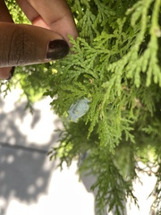 Platycladus orientalis