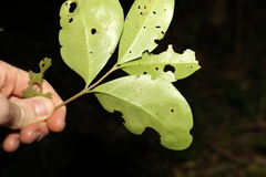 Cyclophyllum longipetalum
