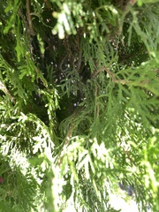 Platycladus orientalis