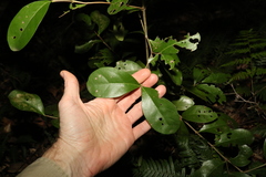 Cyclophyllum longipetalum