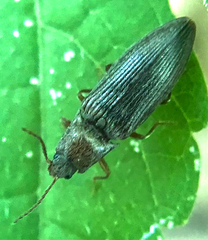 Dixicollis divaricatus